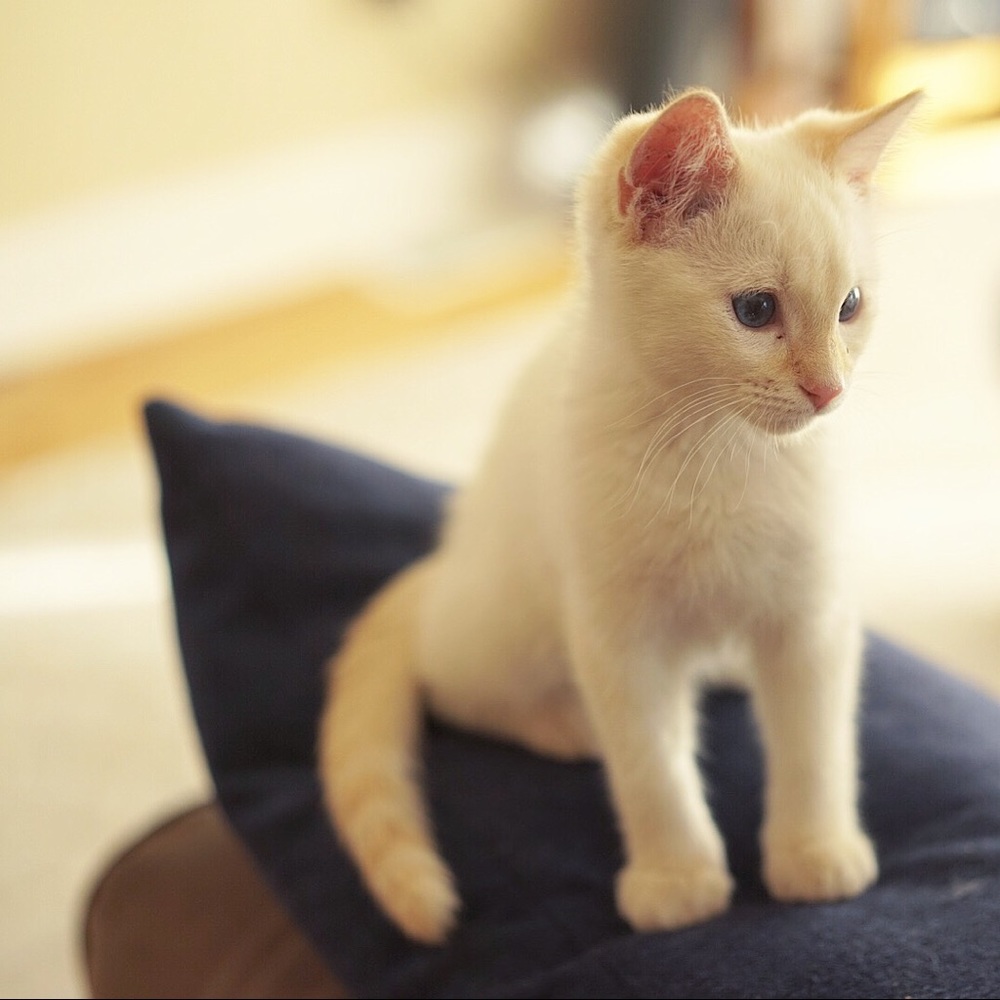 Meet your Posher, Sil Xu